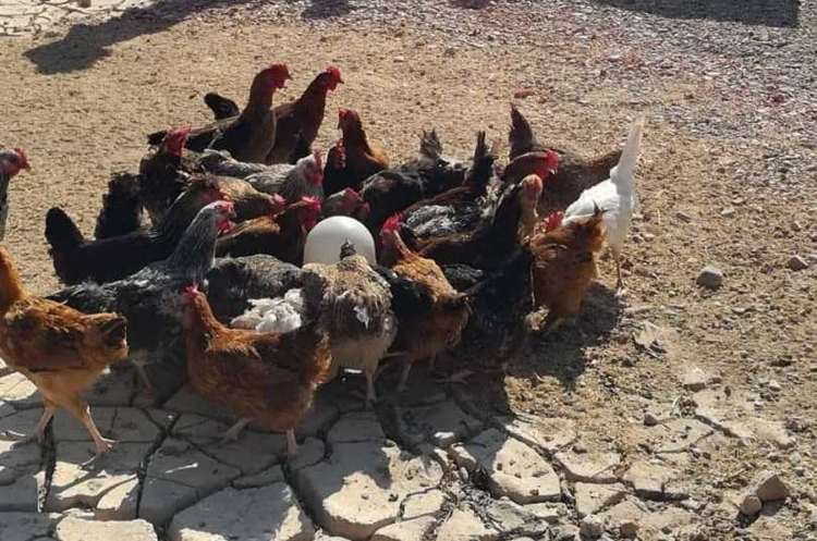 اجرای پانزدهمین برنامه واکسیناسیون طیور روستایی در خراسان شمالی